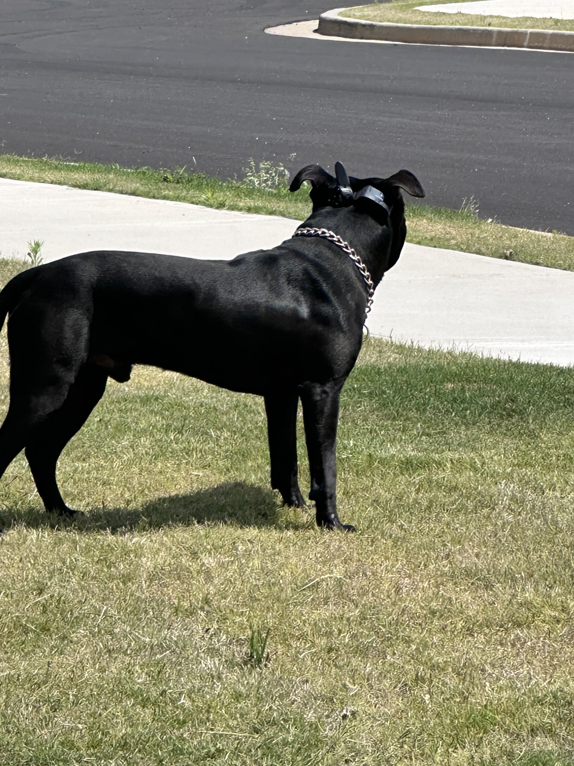 Bubba Dub photo 4