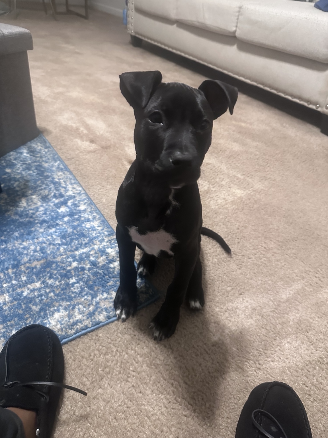 Bubba as a puppy