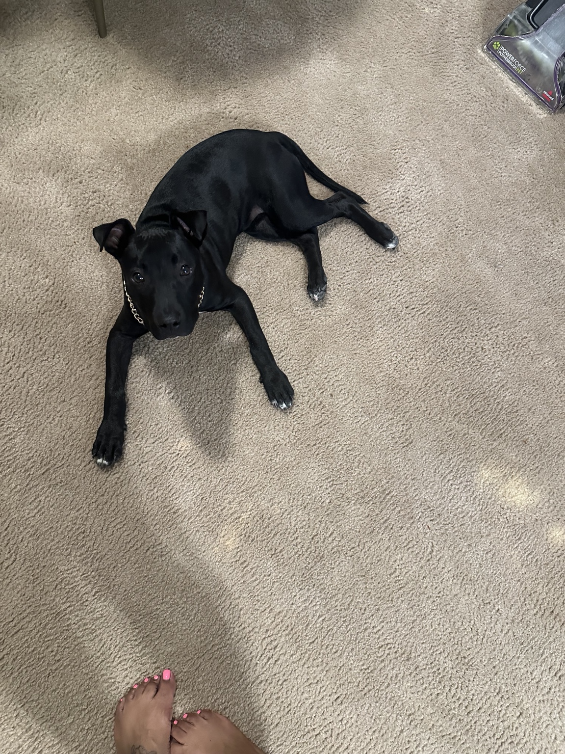 Young Bubba resting